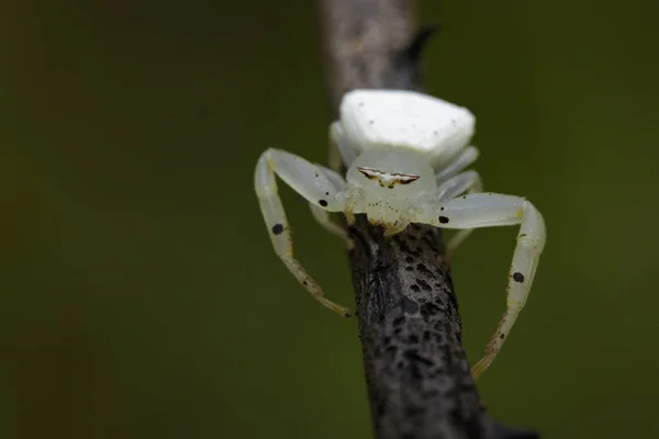 Imagem da aranha de caranguejo branco (Thomisus spectabilis) em branche seca — Fotografia de Stock