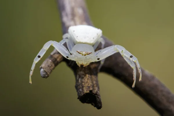 Rák fehér pók (Thomisus spectabilis) a száraz branche képe — Stock Fotó