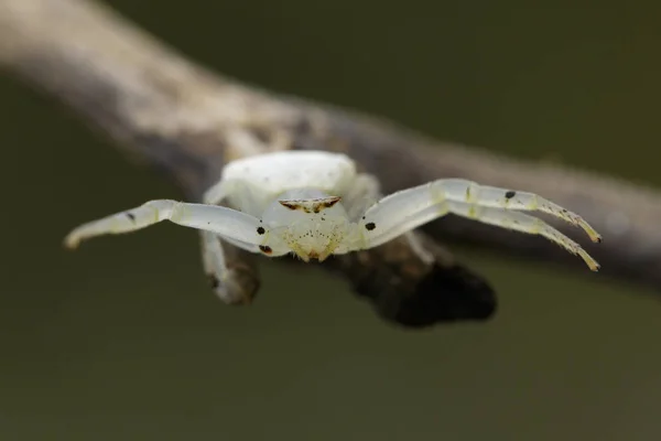 Rák fehér pók (Thomisus spectabilis) a száraz branche képe — Stock Fotó