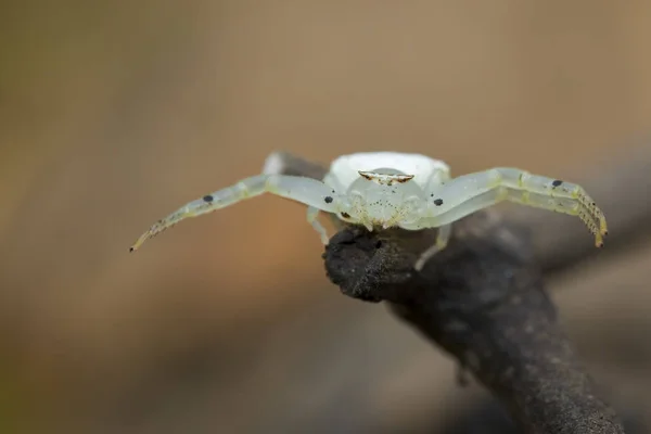 Rák fehér pók (Thomisus spectabilis) a száraz branche képe — Stock Fotó