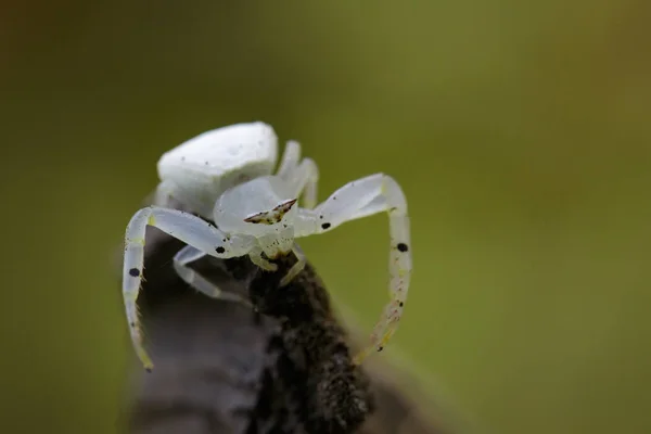 白蟹蜘蛛 （Thomisus 赤松） 干分支上的形象 — 图库照片