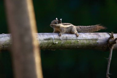Sincap küçük şeritli kemirgen ağaç üzerinde görüntü. Vahşi hayvanlar.