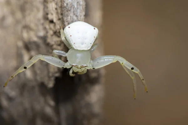 Obraz biały krab pająk (Thomisus spectabilis) na suchej branche — Zdjęcie stockowe