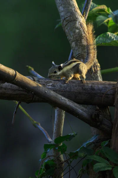 Изображение бурундука, маленького полосатого грызуна на дереве. Дикие аниме . — стоковое фото
