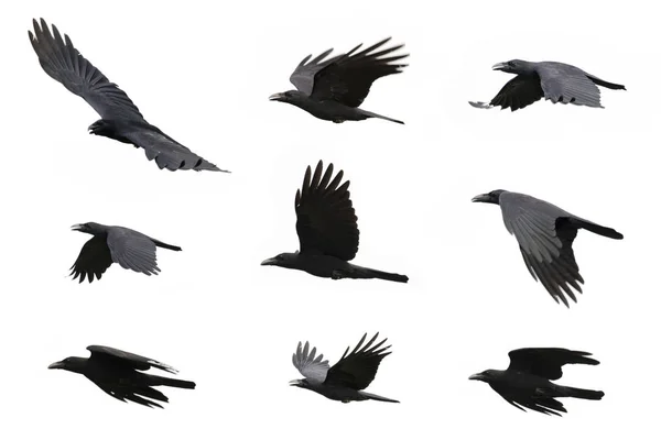 Группа черных ворон летит на белом фоне. Животное. Black Bi — стоковое фото