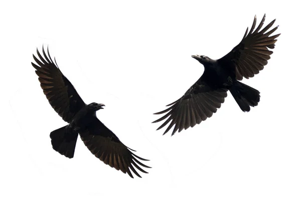 Imagen de cuervo negro volando sobre fondo blanco. ¡Animal! Negro Bi —  Fotos de Stock