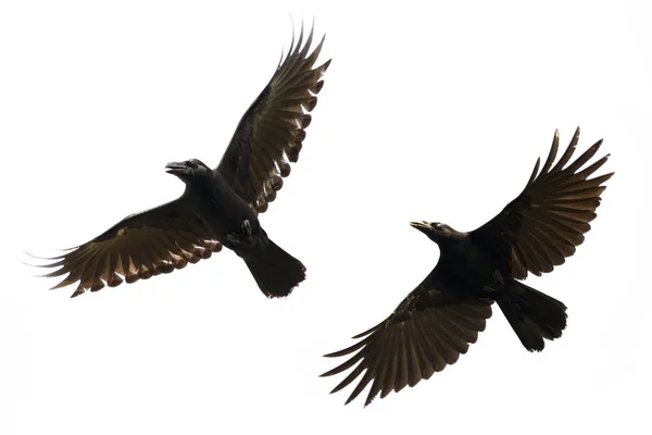 Imagen de cuervo negro volando sobre fondo blanco. ¡Animal! Negro Bi —  Fotos de Stock