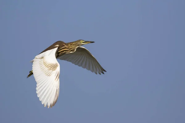 Image of a pond heron(Ardeola) flying in the sky. Wild Animals. — Stock Photo, Image