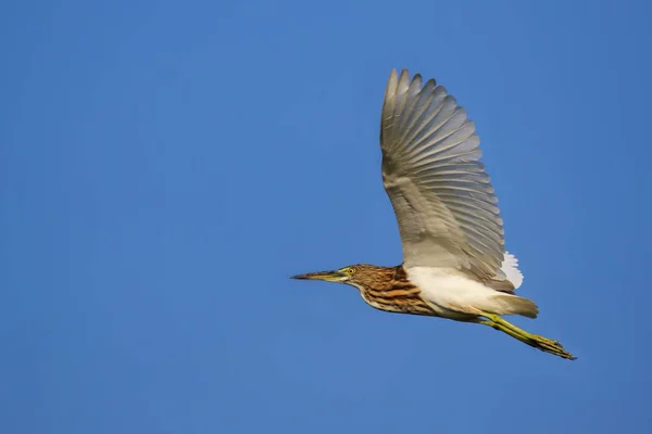 Bild eines Teichreihers (Ardeola), der am Himmel fliegt. Wilde Tiere. — Stockfoto