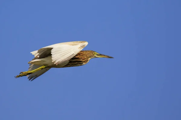 Afbeelding van een vijverreiger (Ardeola) die in de lucht vliegt. Wilde dieren. — Stockfoto