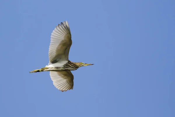 一个池塘鲱鱼（Ardeola）在天空中飞翔的图像。野生动物. — 图库照片