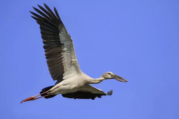 Imagen de una cigüeña asiática (Anastomus oscitans) volando en t — Foto de Stock