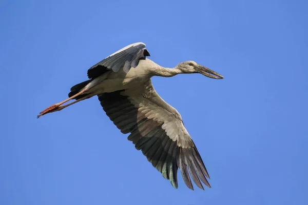 Imagen de una cigüeña asiática (Anastomus oscitans) volando en t — Foto de Stock