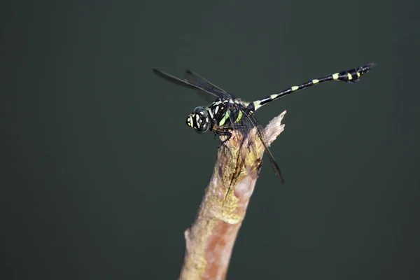 Изображение стрекозы гомфид (Ictinogomphus Decoratus) на сухом лифчике — стоковое фото