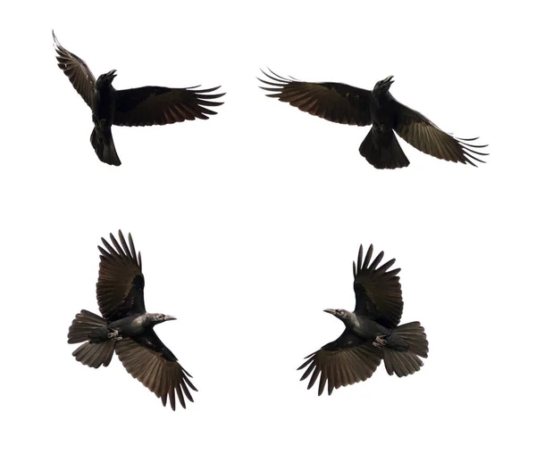 Gruppo di corvi neri che volano su sfondo bianco. Animale. Nero Bi — Foto Stock