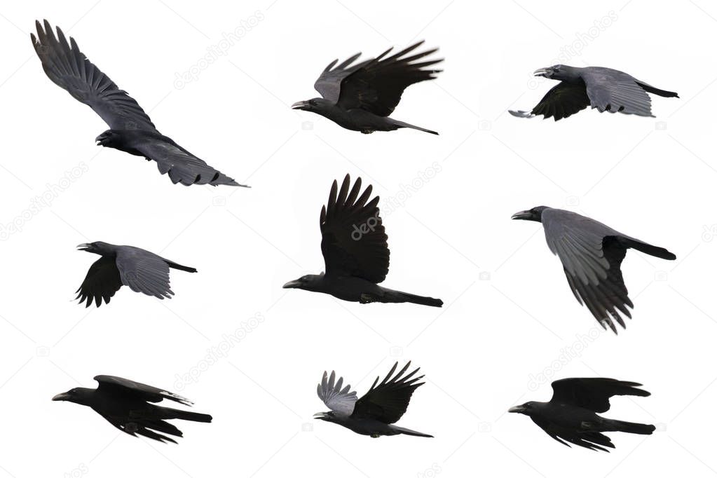 Group of black crow flying on white background. Animal. Black Bi