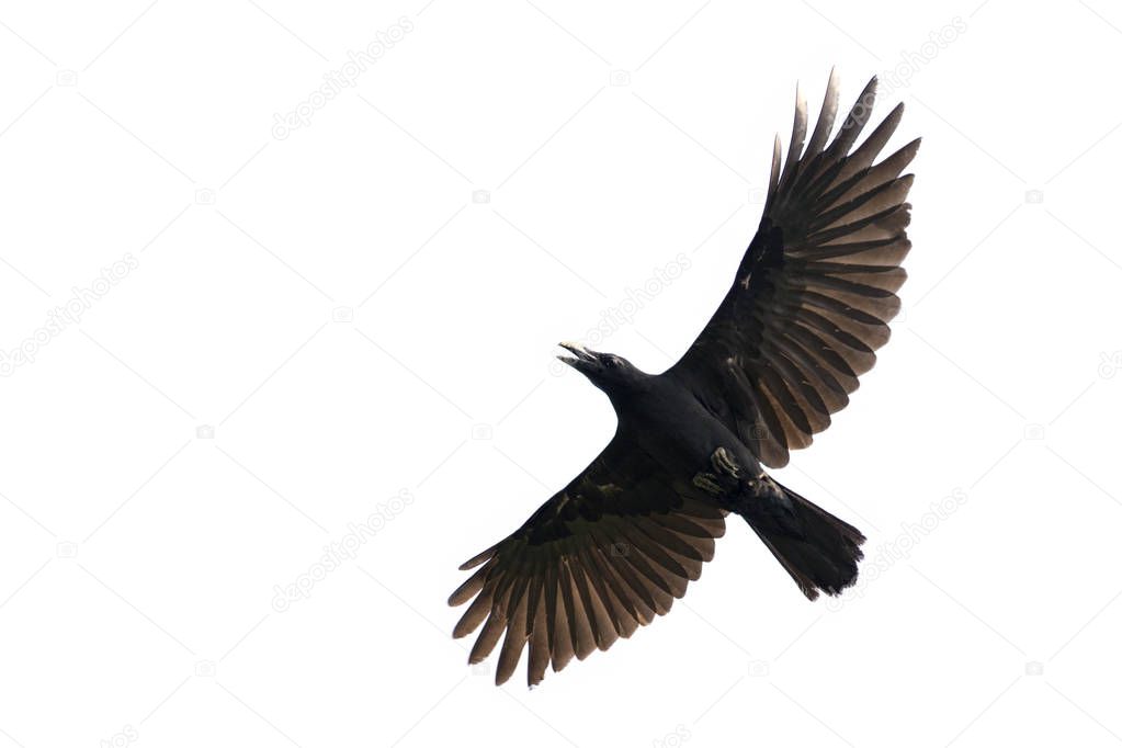 Image of black crow flying on white background. Animal. Black Bi