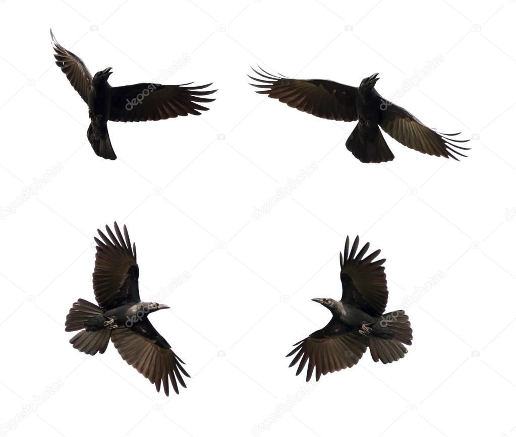 Group of black crow flying on white background. Animal. Black Bi