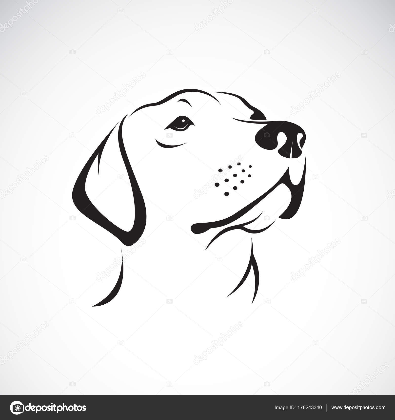 Image vectorielle Vecteur de tête de chien (Labrador Retriever) sur fond  blanc, Pe par ©yod67 - 176243340, image size:1600x1700