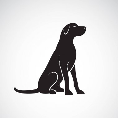Bir labrador retriever köpek izole vektör.
