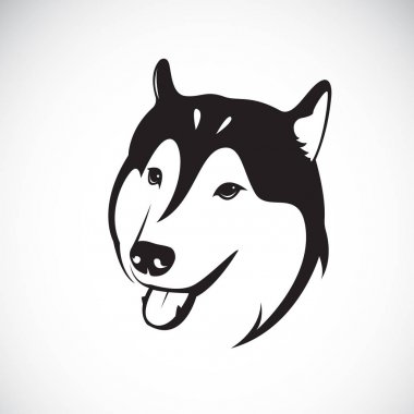 Beyaz arka planda Sibirya köpeğinin taşıyıcısı. Evcil hayvan. Hayvan..