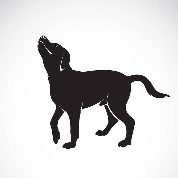 Vector de un perro labrador sobre fondo blanco. Mascota. Animales. Vect. — Vector de stock