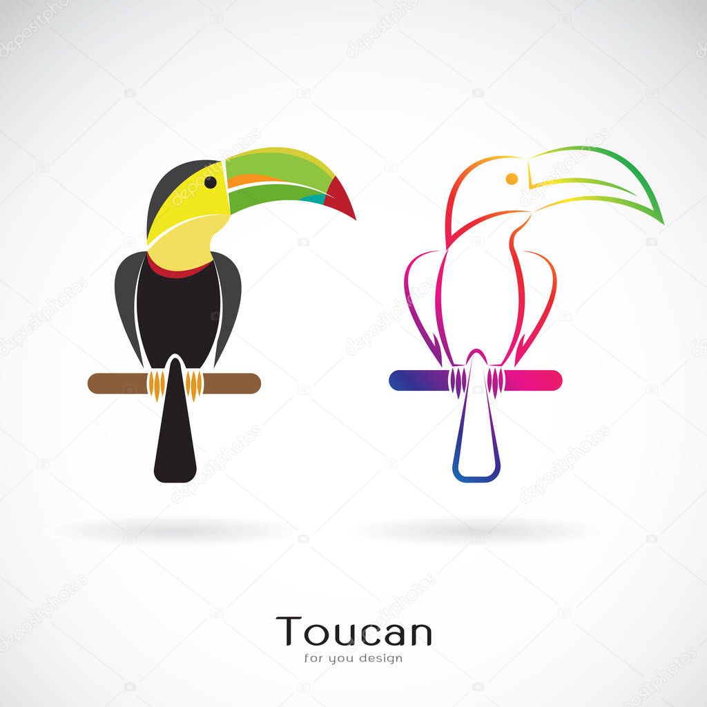 Vector of toucan bird design on white background. Wild Animals. 