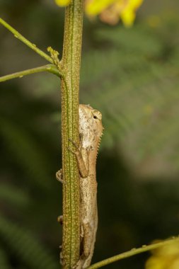 Doğanın arka planında bir bukalemun resmi. Sürüngen. Hayvan..