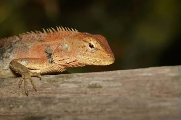 Immagine di un camaleonte sullo sfondo della natura. Rettile. Animali . — Foto Stock