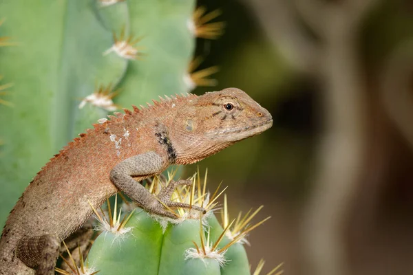 Imagen de un camaleón sobre fondo natural. Reptil. Animales. . —  Fotos de Stock