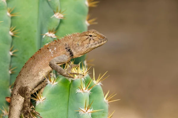 Imagen de un camaleón sobre fondo natural. Reptil. Animales. . —  Fotos de Stock