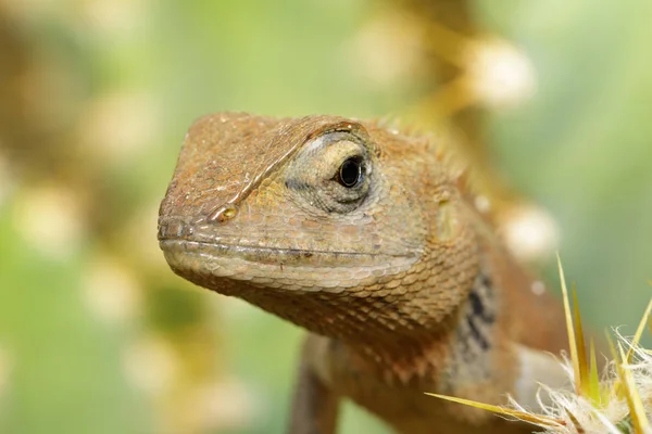 Imagem de um camaleão no fundo da natureza. Réptil. Animais . — Fotografia de Stock