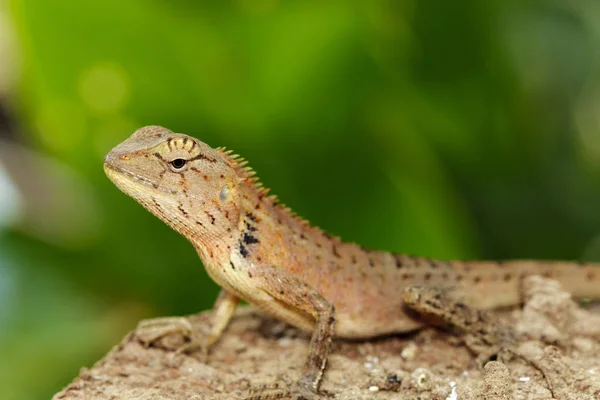 Imagen de un camaleón sobre fondo natural. Reptil. Animales. . —  Fotos de Stock