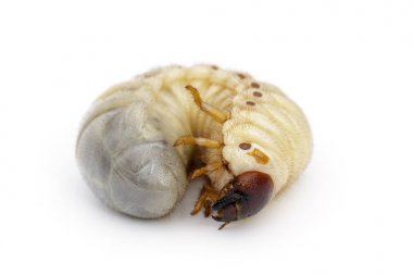 Görüntü grub solucanlar, Hindistan cevizi rhinoceros beetle (Oryctes rhinocer