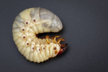 Image of grub worms, Coconut rhinoceros beetle (Oryctes rhinocer clipart