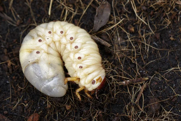 蛴螬蠕虫的图像, 椰子犀牛甲虫 (Oryctes rhinocer — 图库照片