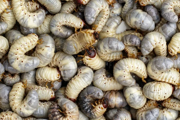 Image of grub worms, coconut rhinoceros beetle (Oryctes rhinocer — Stock Photo, Image