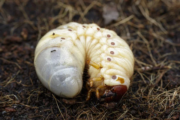 Bild av grub maskar, kokos rhinoceros beetle (Oryctes rhinocer — Stockfoto