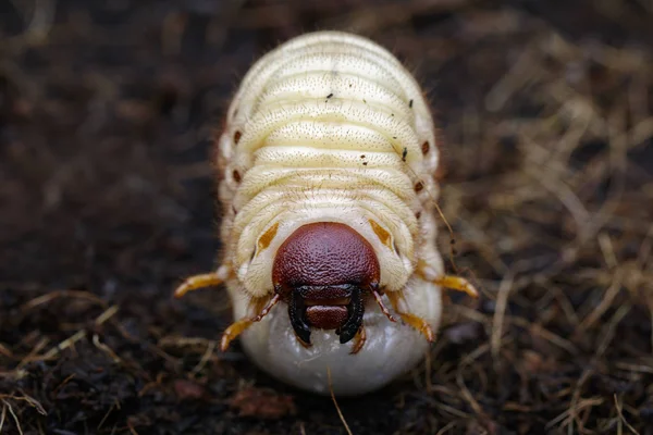 Obrázek grub červy, kokos kapucínek (Oryctes rhinocer — Stock fotografie