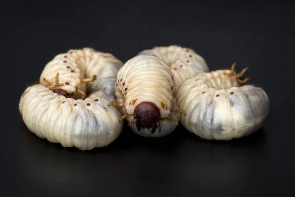 Imagen de gusanos larvas, escarabajo rinoceronte de coco (Oryctes rhinocer — Foto de Stock