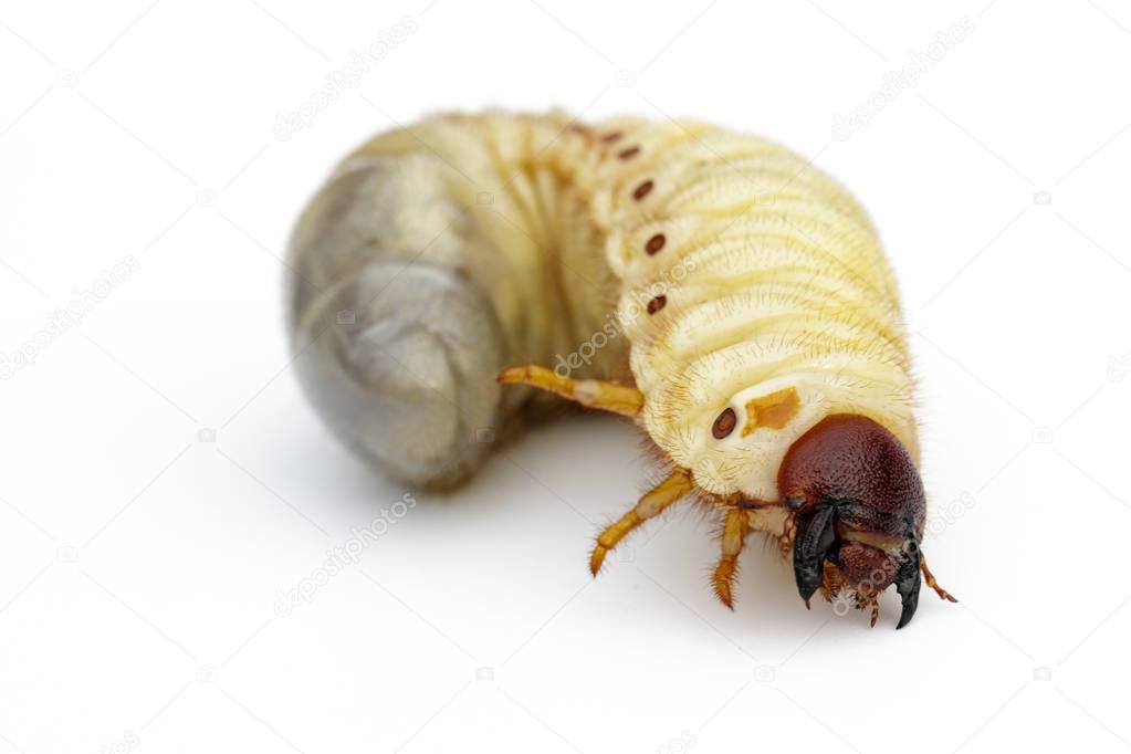Image of grub worms, Coconut rhinoceros beetle (Oryctes rhinocer