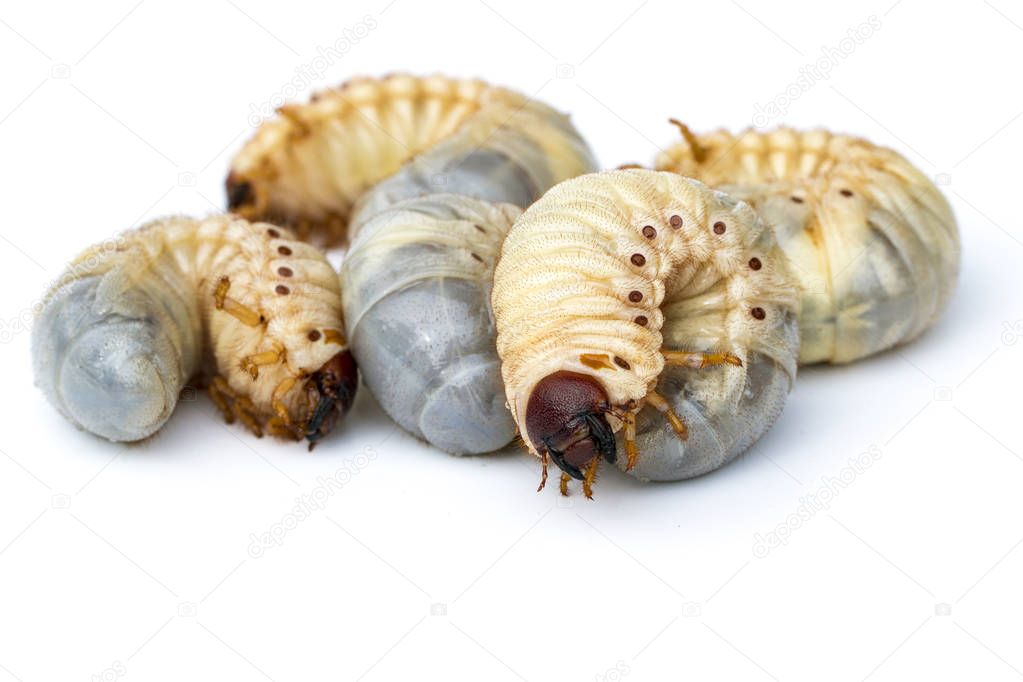 Image of grub worms, Coconut rhinoceros beetle (Oryctes rhinocer