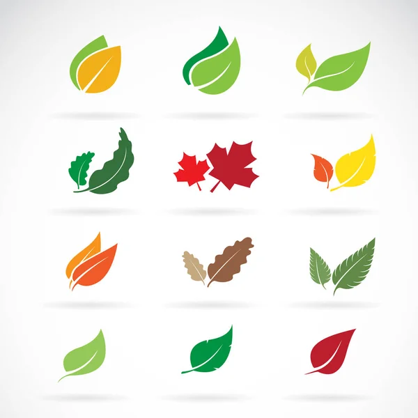 Vektor-Farbset Herbst gefallene Blätter auf weißem Hintergrund. — Stockvektor