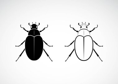 Vector of cockchafer (Melolontha melolontha). Animal. clipart