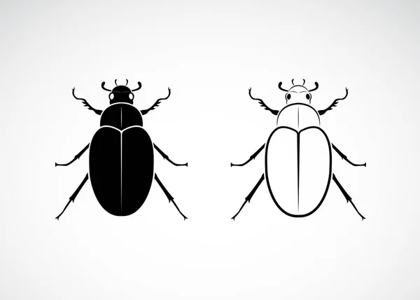 Vector of cockchafer (Melolontha melolontha). Animal. — Stock Vector