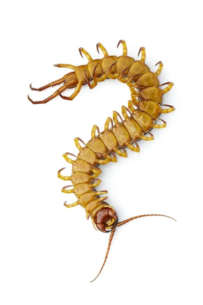 Image of dead centipedes or chilopoda isolated on white backgrou — Stock Photo, Image