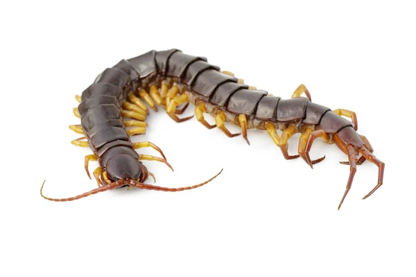 Image of centipedes or chilopoda isolated on white background. A — Stock Photo, Image