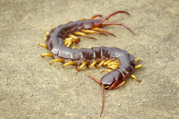 Imagen de ciempiés o chilopodos en el suelo. ¡Animal! veneno — Foto de Stock