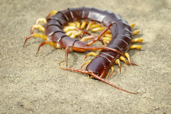 Image of centipedes or chilopoda on the ground. Animal. poisonou — Stock Photo, Image