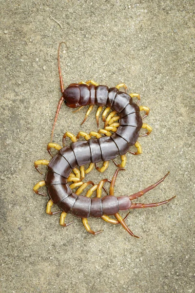 Imagen de ciempiés o chilopodos en el suelo. ¡Animal! veneno — Foto de Stock